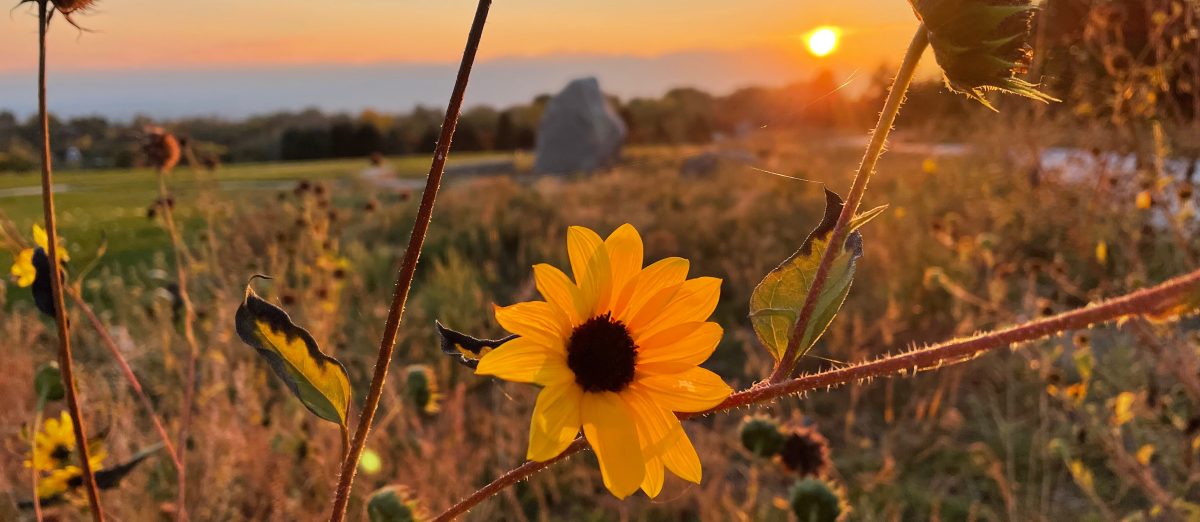 Andrea Digital Services